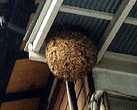 スズメバチの巣の写真　夏から秋（球状）
