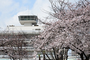 市役所さくら通りの桜の写真1