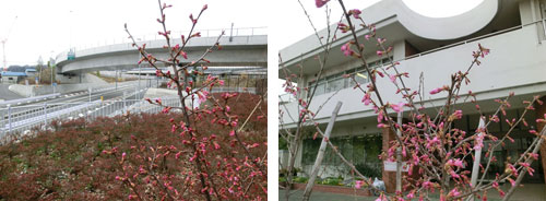 オカメ桜の写真