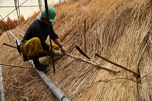 藁縄で下地材と固定している作業の写真