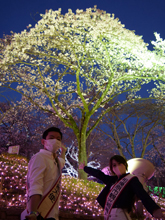 観光親善大使と桜の写真10