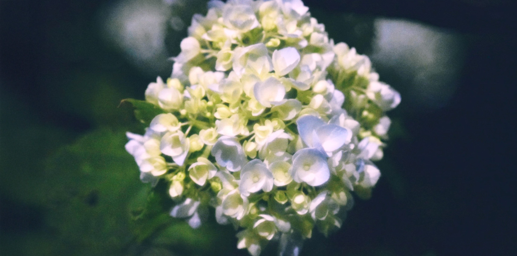 紫陽花