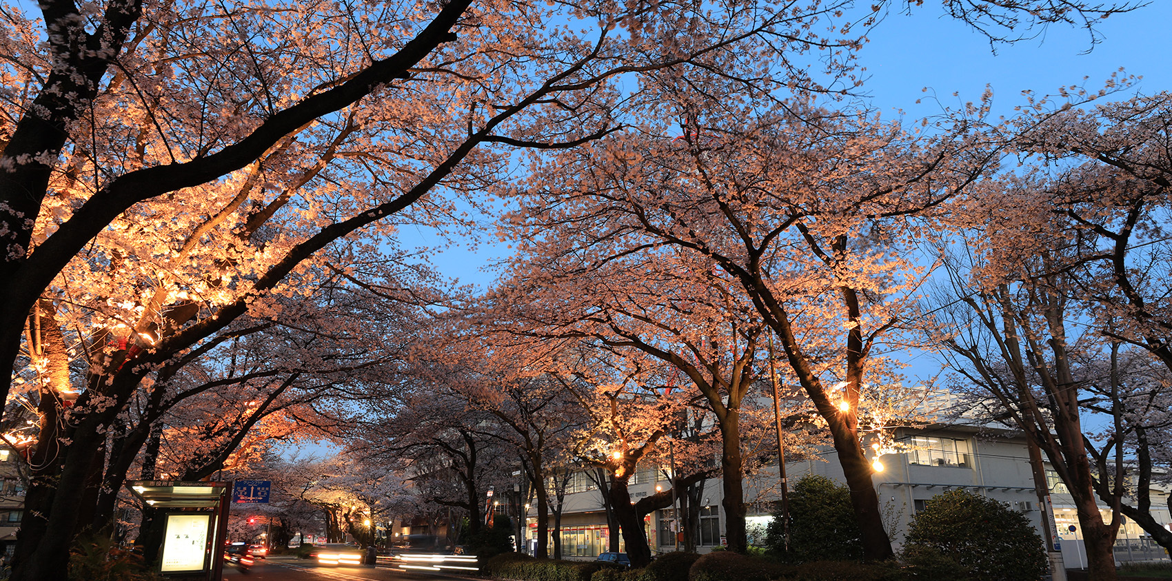 夜桜ライトアップ