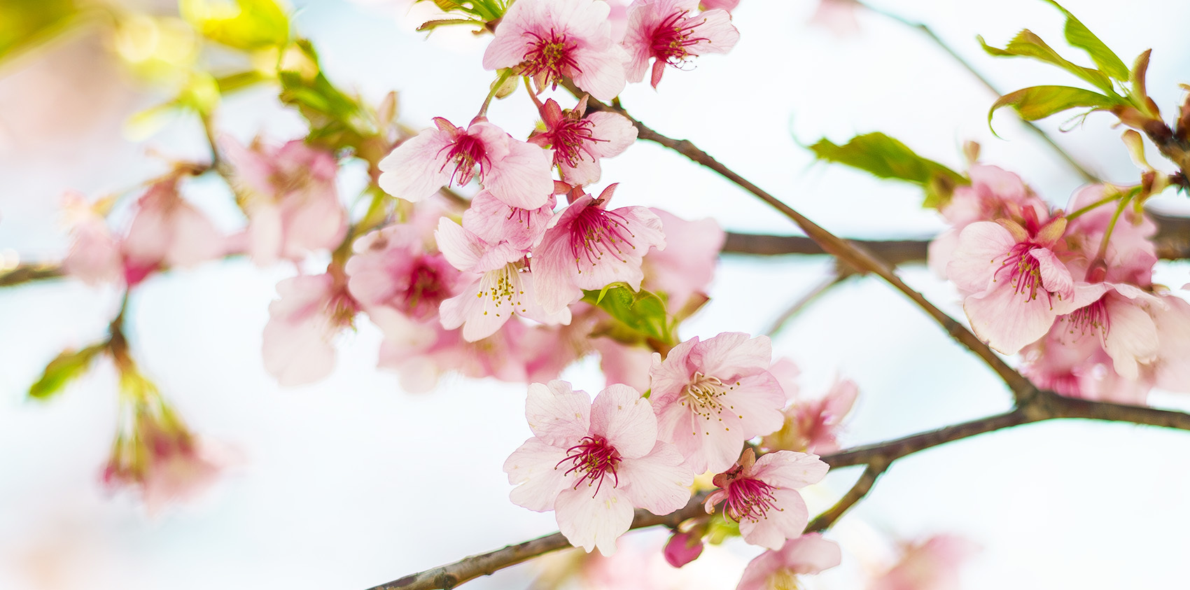 河津桜