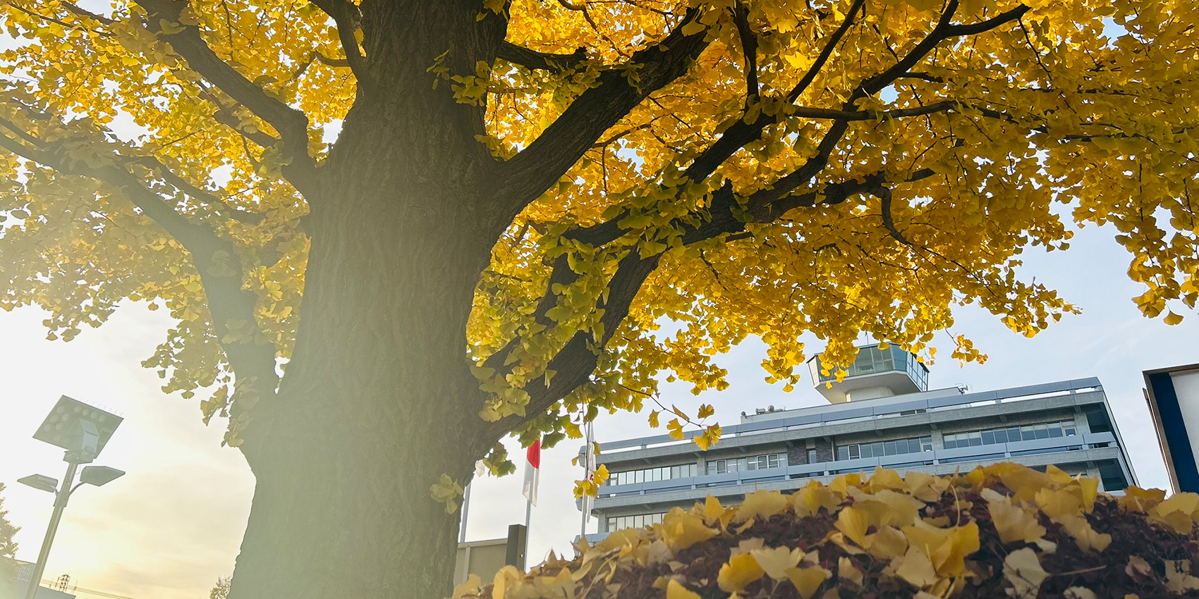 写真：イチョウ並木（市役所前）