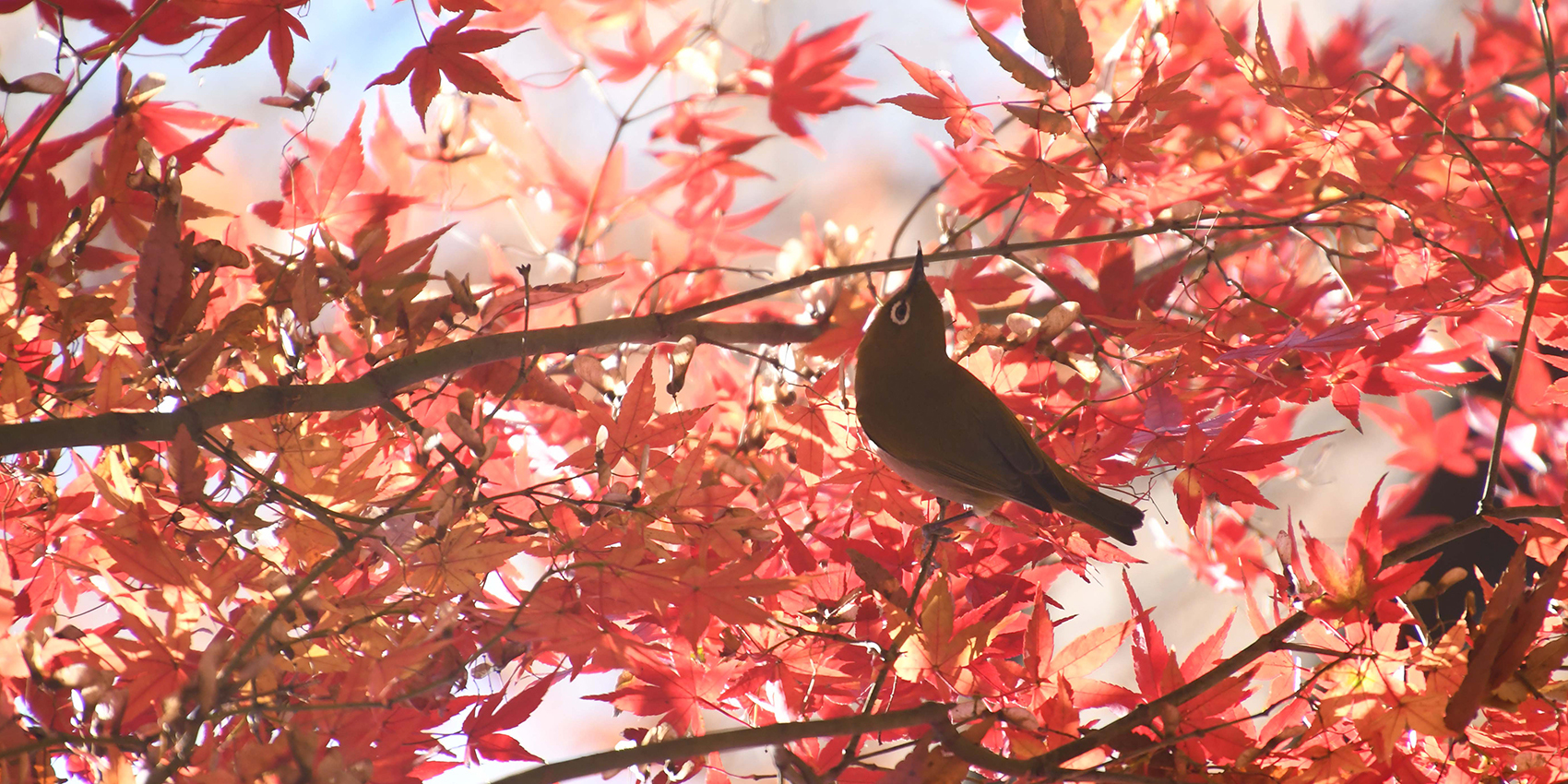 写真：モミジとメジロ（相模原公園）