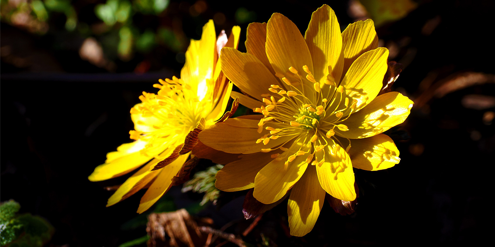 写真：フクジュソウ（鳥屋）