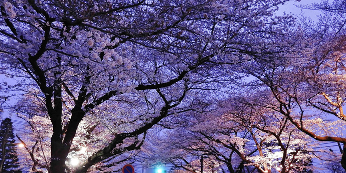 写真：夜桜ライトアップ（市役所さくら通り）