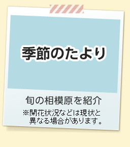 季節のたより　旬の相模原を紹介　※開花状況などは現状と異なる場合があります。