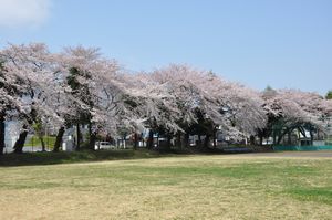 桜並木の写真