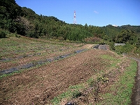 ほ場の様子