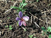 サフランの花