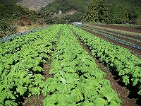 栽培の様子