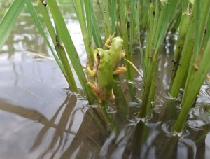 稲にとまるアマガエル