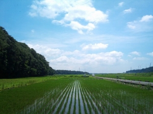 水田の写真