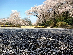桜花舞うの写真