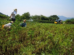 写真：除草作業