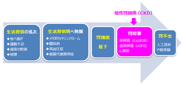 生活習慣の乱れ　食べ過ぎ、運動不足、過度の飲酒、喫煙　生活習慣病へ発展　メタボリックシンドローム、糖尿病、高血圧症、脂質代謝異常症　腎機能低下　腎障害　尿検査（たんぱく尿）、血液検査（eGFR)に異常　腎不全　人工透析や腎移植