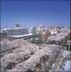 市役所前通りの桜並木の写真