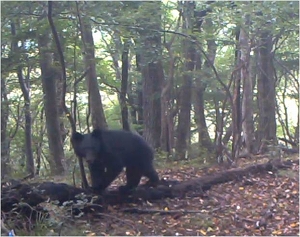 クマに注意 相模原市