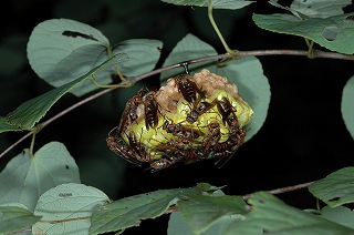 キボシアシナガバチの写真