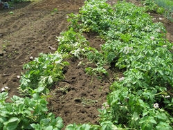 イノシシによる農作物（ジャガイモ）被害状況
