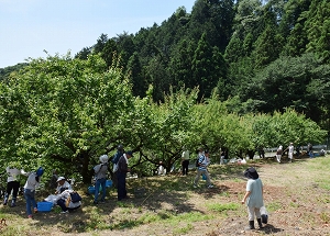 本沢梅園の梅のもぎ取りの写真