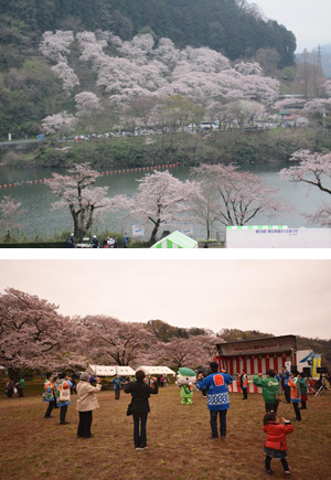 「津久井湖さくらまつり（水の苑地）」と「おおさわ桜まつり」の写真
