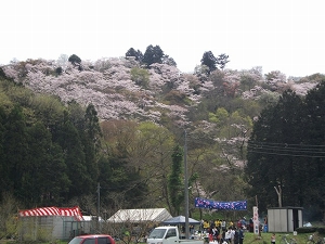 稲生桜まつりの写真