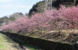 阿津桜の写真