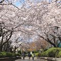 桜の写真