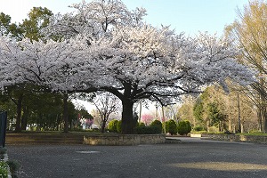 横山公園桜の写真