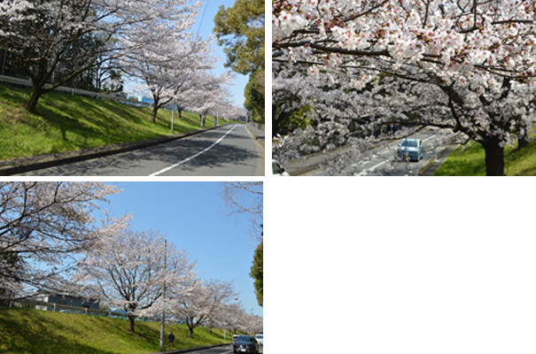 道保川公園向側桜並木の桜の写真