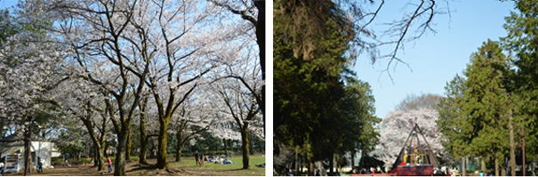 淵野辺公園の写真