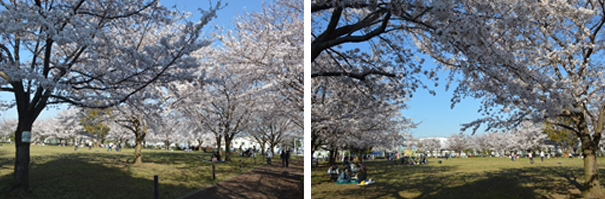 小山公園の写真