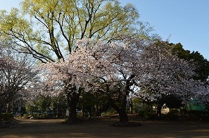 中央公園の写真