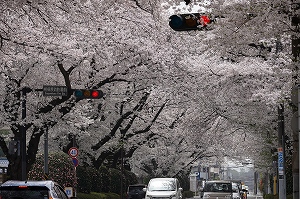 市役所さくら通りの桜の写真2