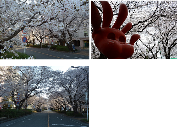 西門大通りの桜の写真1