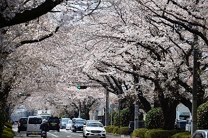 市道相模原横山桜並木の桜の写真1
