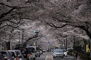 市道相模原横山桜並木の桜の写真2