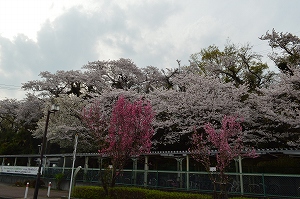 上溝駅駐輪場桜の写真