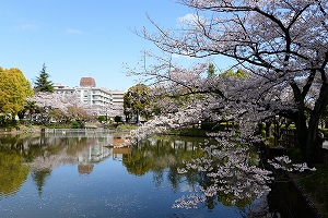 鹿沼公園の桜の写真1