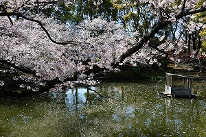 鹿沼公園の桜の写真2
