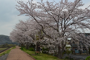 高田橋上流堤の桜の写真01