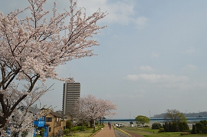 高田橋上流堤の桜の写真02