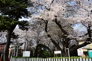 村富神社の桜の写真01