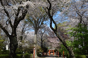 村富神社の桜の写真02