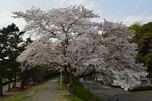 望地弁天キャンプ場の桜の写真2