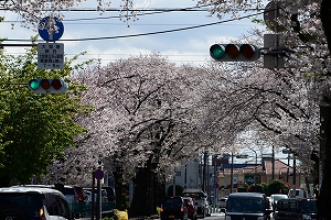 南橋本青葉線桜並木の桜の写真01