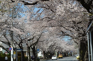 南橋本青葉線桜並木の桜の写真02